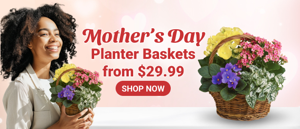 slider_Mday planter baskets SLIDER - bloomex ca - ENG - 2024